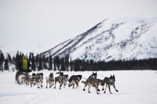 Iditarod 2016